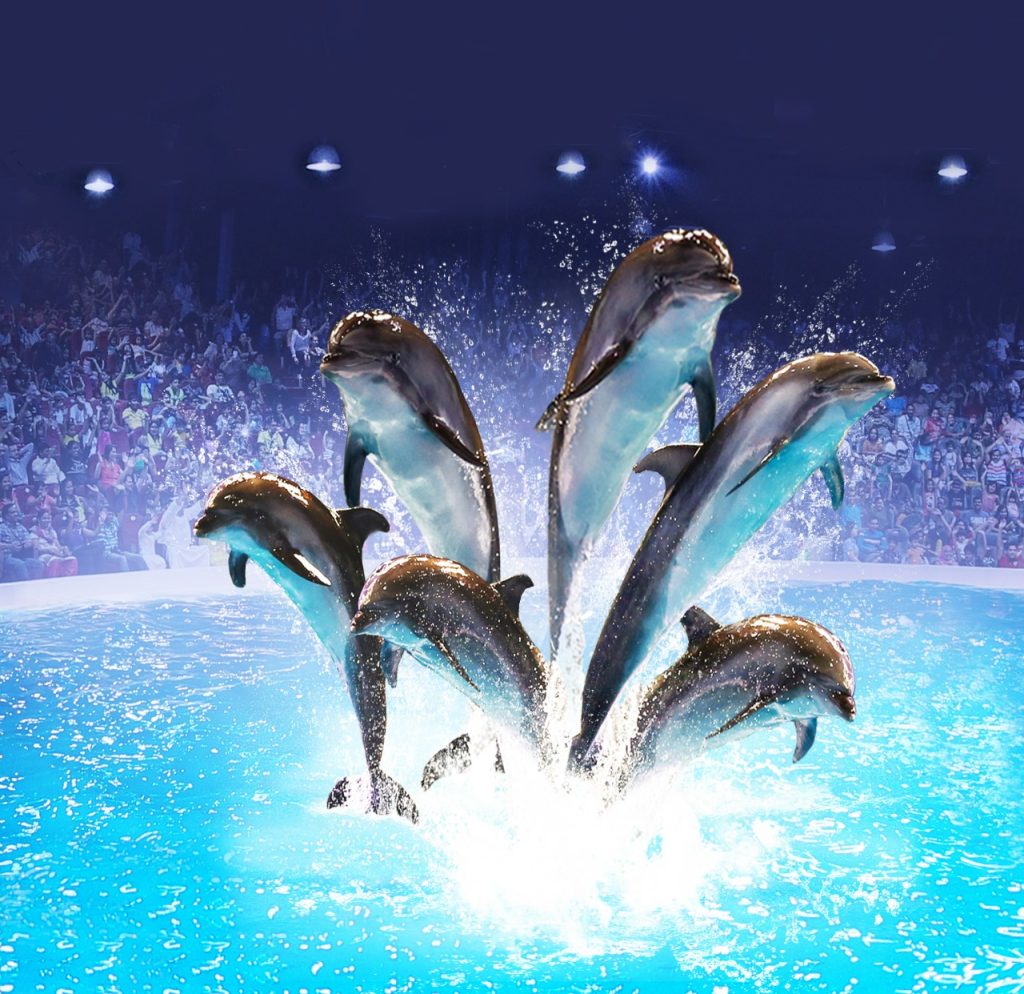 Dolphine Show