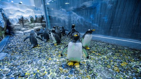 Dubai Mall Aquarium and Penguin Cove